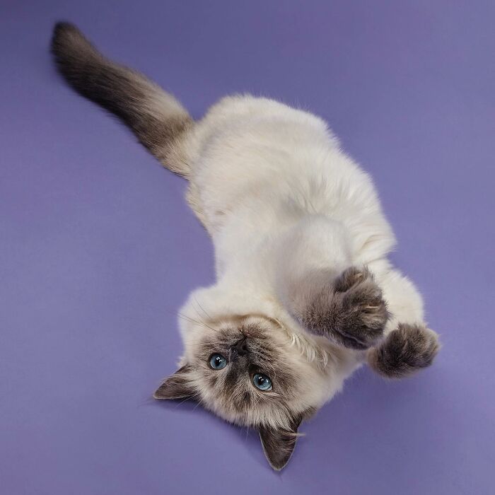 Fluffy cat with blue eyes lying on its back against a purple background in a charming cat photography pose.