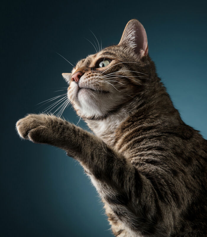 Tabby cat in a dramatic pose with paw raised, showcasing the best of cat photography in a studio setting.