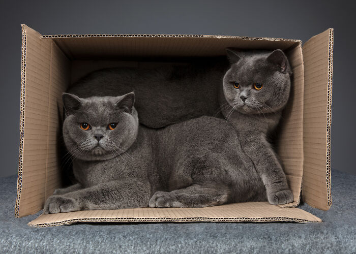 Two British Shorthair cats with orange eyes resting together inside an open cardboard box, cat photography.