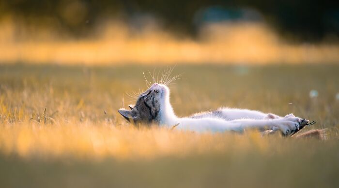 A relaxed cat lying on its back in a sunlit field, showcasing the best of cat photography.