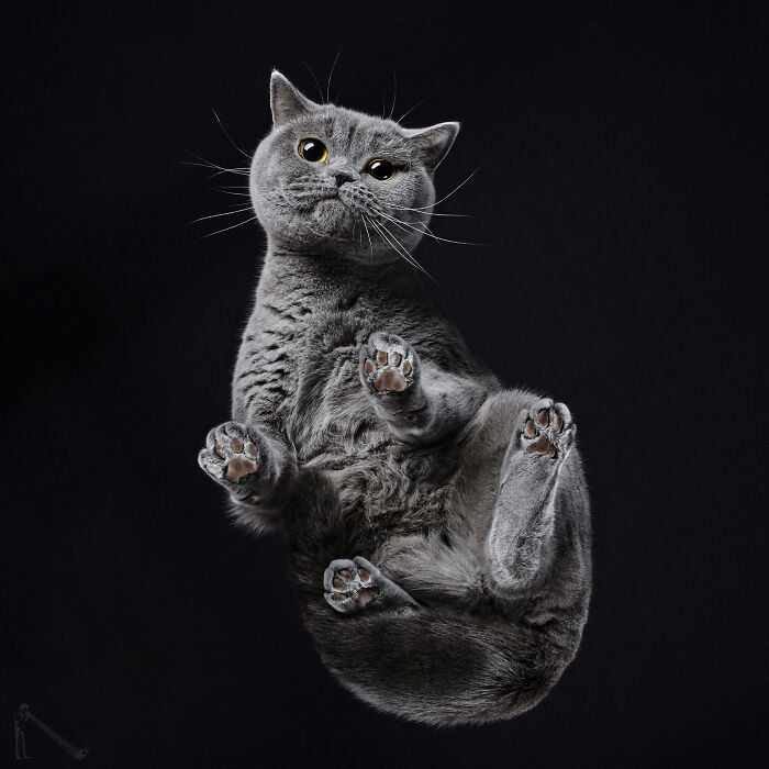 Gray cat captured from below with paws extended, showcasing detailed fur and whiskers in cat photography style.