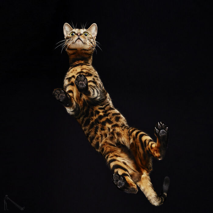 Bengal cat captured mid-air against black background in creative cat photography with sharp focus on movement and expression