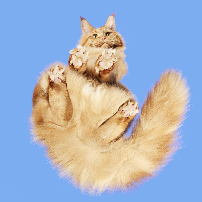 Fluffy orange cat captured mid-air with paws extended against a blue background in creative cat photography.