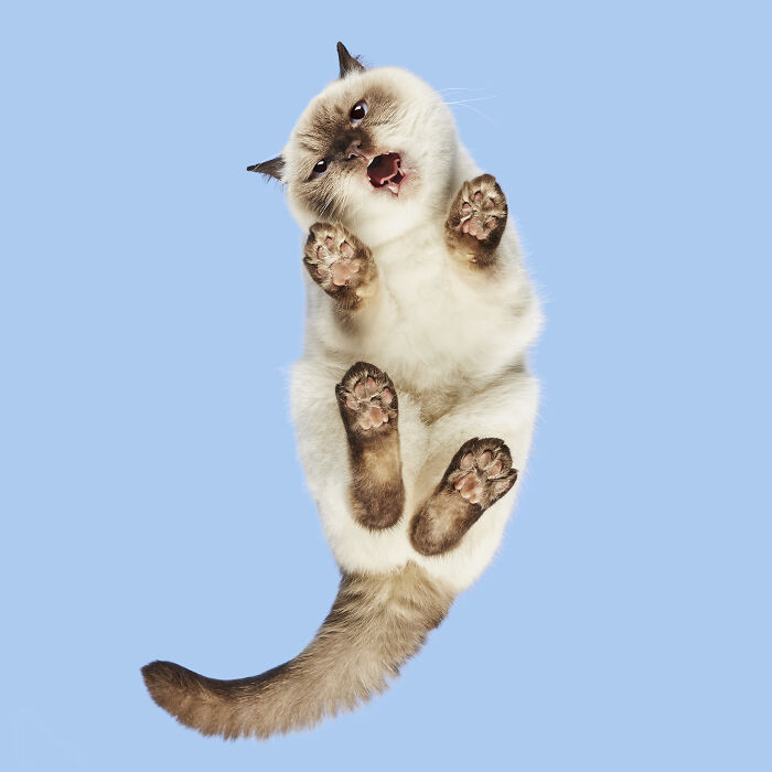 Fluffy cat captured from below showing paws and face, showcasing the best of cat photography in a playful moment.