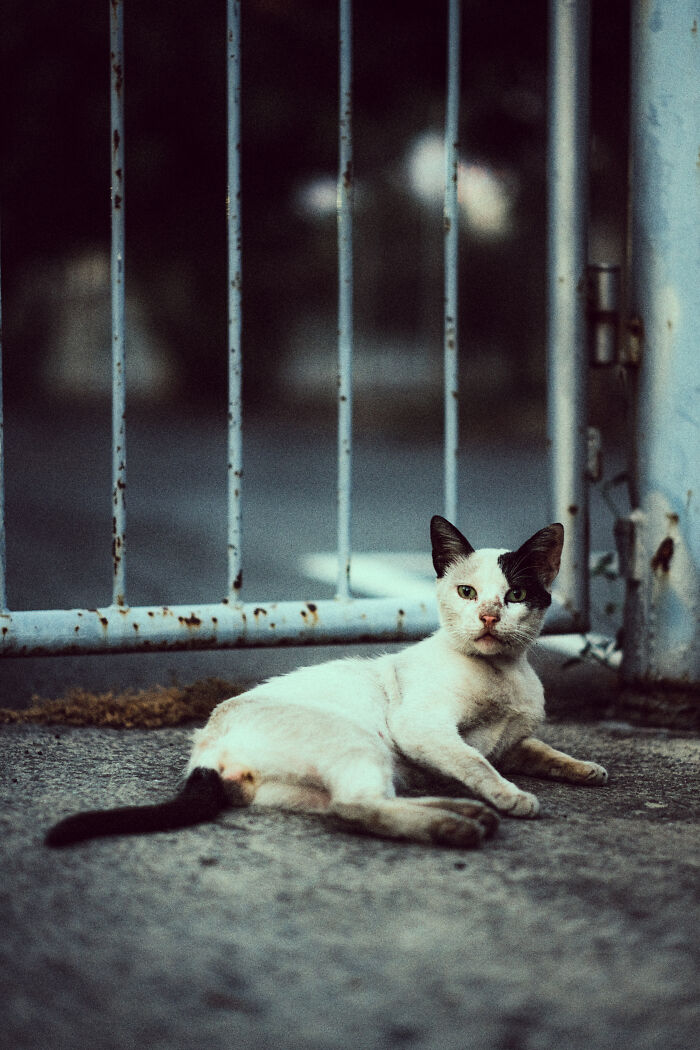 Black and white cat lying on the ground near a rusty metal gate, captured in cat photography with moody lighting.