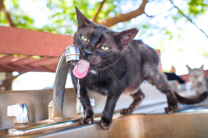 Black cat drinking water from an outdoor faucet, captured in high-quality cat photography with a natural background.