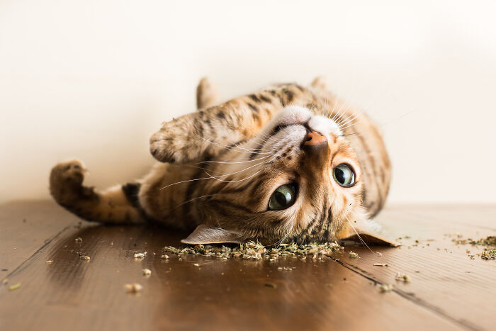 Close-up of a cat lying on a wooden floor, showcasing adorable cat photography with a playful and curious expression.