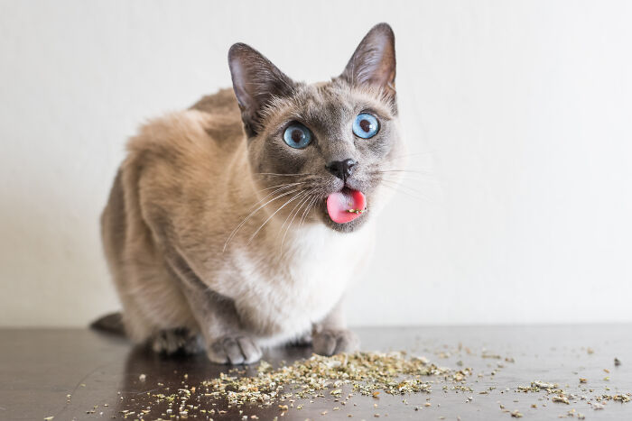Siamese cat with blue eyes sticking out tongue near spilled catnip on dark wooden surface in cat photography.