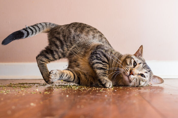 Tabby cat rolling playfully on wooden floor with scattered catnip, showcasing charming cat photography moment.
