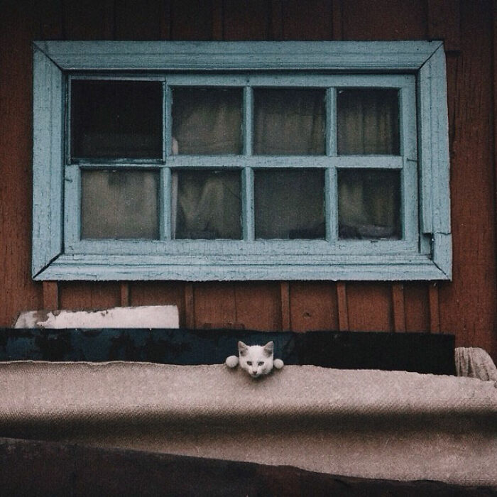 White cat peeking over a blanket under a vintage blue window on a rustic wooden wall in cat photography style.