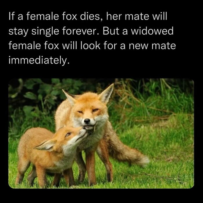 Foxes showing affectionate behavior in a natural setting, highlighting disturbing and unsettling events in animal behavior.