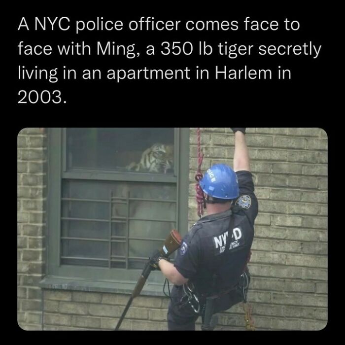 NYC police officer encounters a 350 lb tiger secretly living in a Harlem apartment in a disturbing and unsettling event.