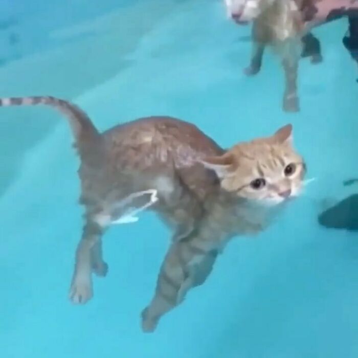 Tabby cat swimming in a pool showing quirky behavior, captured as part of cats being their quirky selves on Instagram.