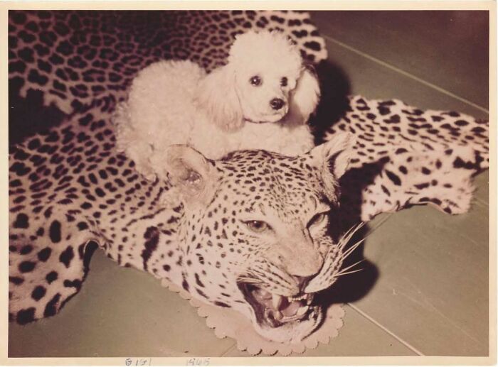 Small white dog resting on a vintage leopard rug with animal head, a captivating vintage photo showing history’s unusual moments.