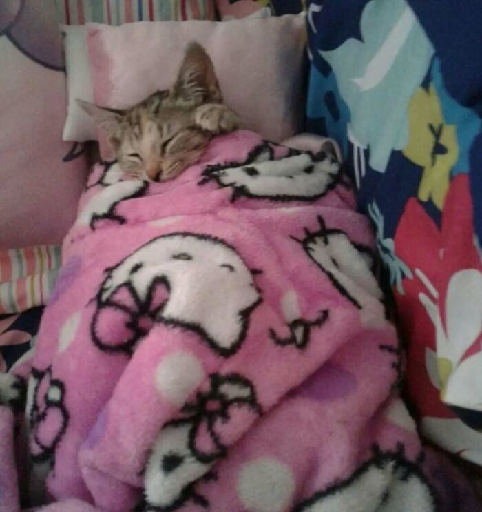 Cat wrapped snugly in a pink Hello Kitty blanket, resting peacefully, showcasing quirky cats being their unique selves.