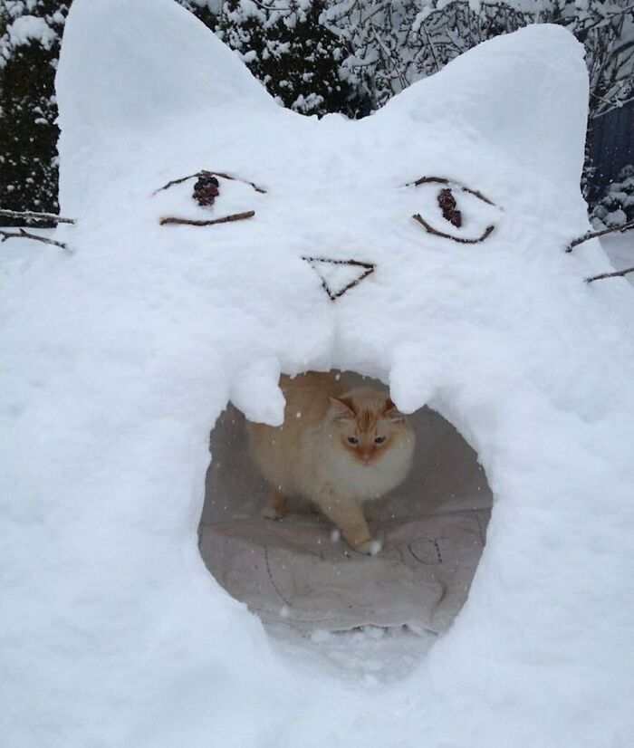 Cat walking out of a quirky snow sculpture shaped like a cat head, showcasing cats being their quirky selves outdoors.