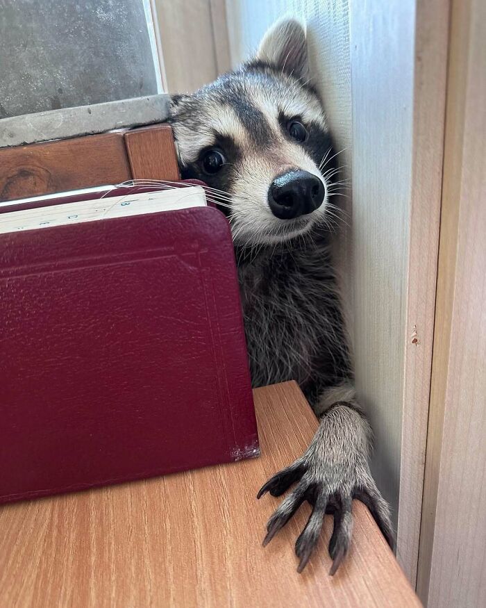 A curious raccoon peeking from behind a corner with its paw stretched out, showcasing animals making life better.