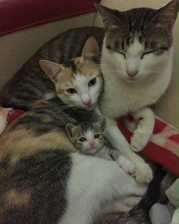 Three cats cuddling closely together, showcasing quirky and endearing cat behavior in a cozy setting.