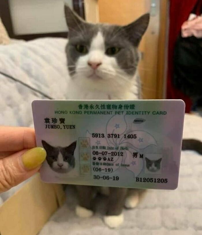 Cat with Hong Kong pet identity card, showcasing quirky and unique pet identification in a close-up photo.