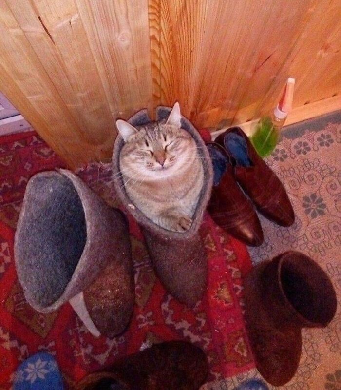 Cat being quirky inside a boot, showing playful and unusual behavior in a cozy indoor setting.