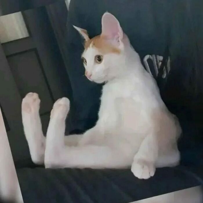 White and orange cat sitting upright with legs stretched out, showcasing quirky cat behavior in a relaxed indoor setting.