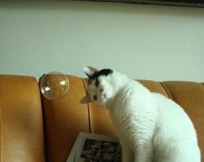 White cat with black spots curiously watching a floating bubble on a brown leather couch, showcasing quirky cat behavior.