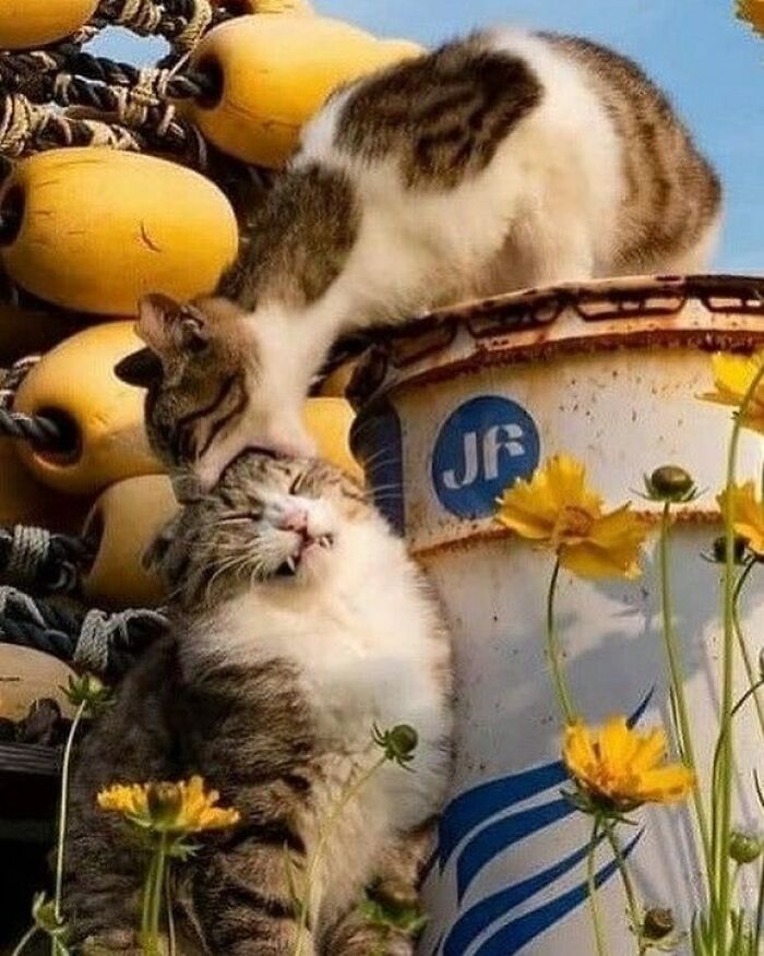 Two cats being their quirky selves outdoors near yellow flowers and large yellow buoys on a sunny day.