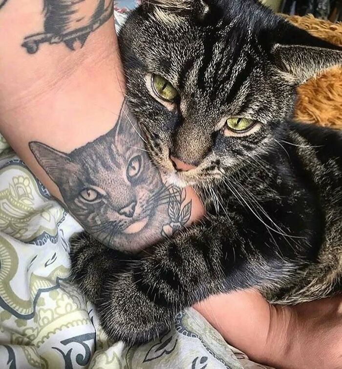 Gato abrazando brazo tatuado con un retrato realista de gato, ejemplo de tatuajes que van desde lo gracioso hasta lo terrible.