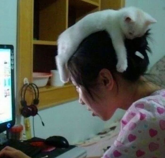 White cat resting on a person's head while they work at a computer, showcasing cats being their quirky selves.