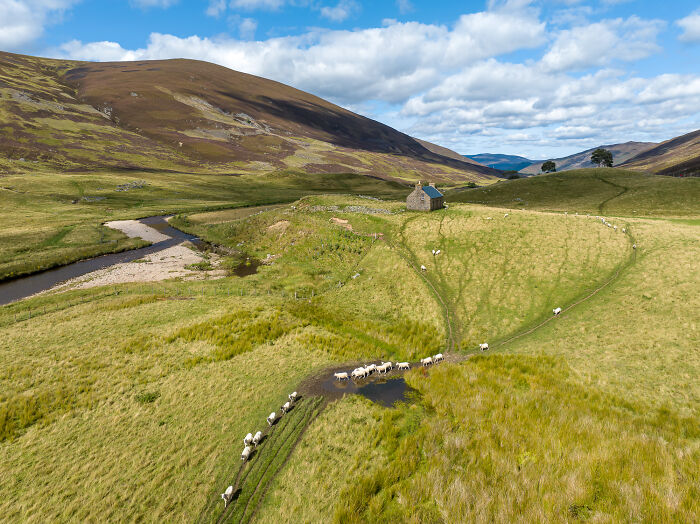 Remote historical landscape with small stone building and grazing sheep, showcasing bizarre historical artifacts and rural history.