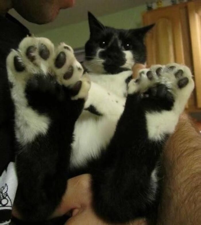 Black and white cat showing its quirky paws while being held, capturing cats being their quirky selves on Instagram.