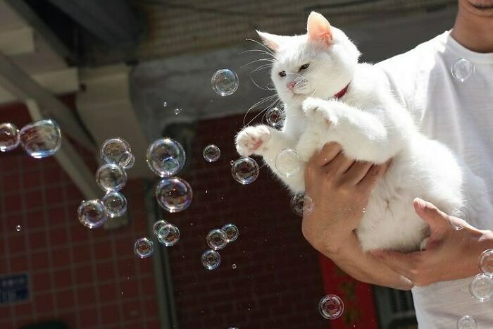 White cat playing with soap bubbles while being held by a person, showcasing quirky cat behavior in a playful moment