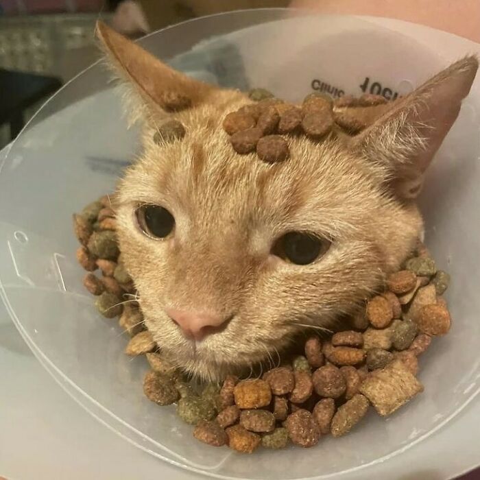 Cat wearing a cone with dry cat food pieces placed on its head and around its neck, showing quirky cat behavior.