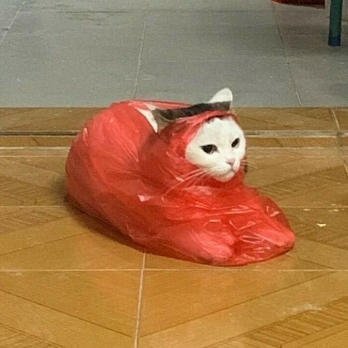 White cat wrapped snugly in a red plastic bag, showcasing quirky cat behavior shared on an Instagram page.
