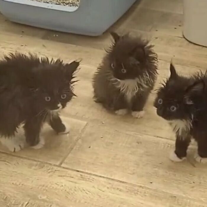 Three quirky black and white kittens with fluffy fur standing on a wooden floor near a litter box.