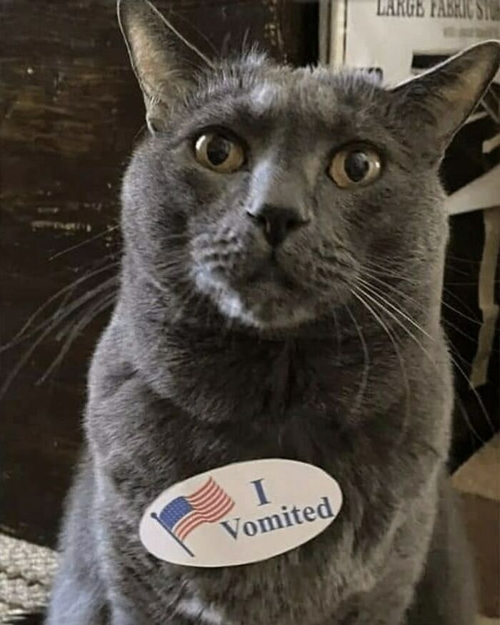 Gray cat wearing a humorous sticker that says I vomited, showcasing quirky cat behavior and personality.
