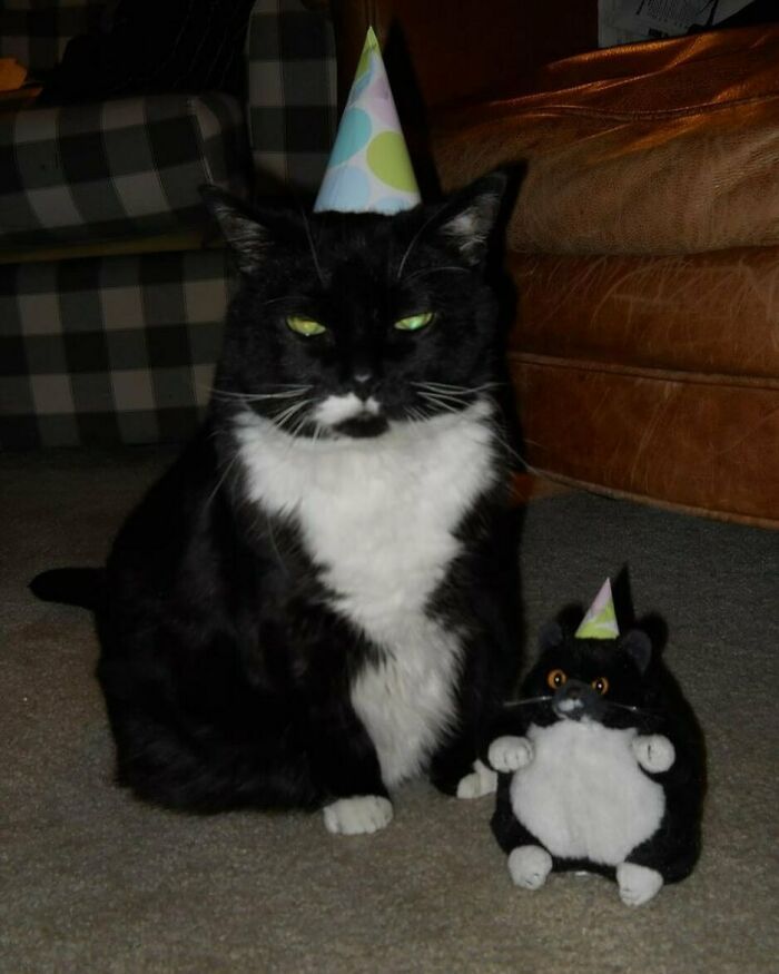 Black and white cat wearing a party hat sitting next to a similarly dressed stuffed cat toy, showing quirky cat behavior.