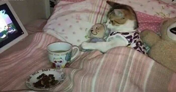 A quirky cat tucked in bed, watching TV with a mug and plate nearby, showing cats being their quirky selves.