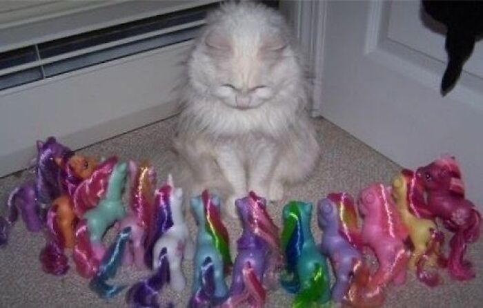 Fluffy white cat sitting with eyes closed surrounded by colorful toy unicorns in a quirky cat moment.
