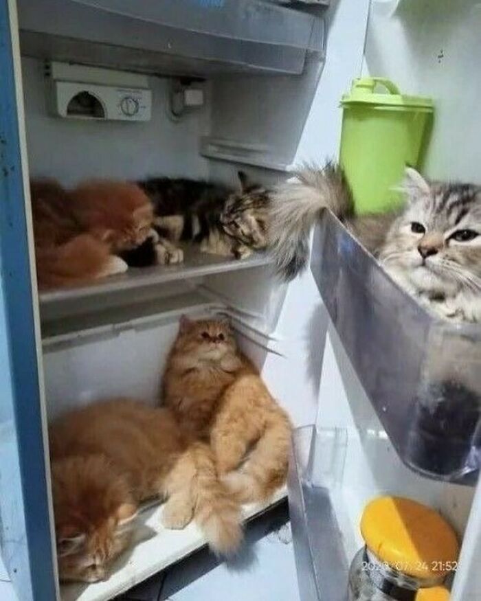 Several quirky cats lounging inside an open refrigerator, showcasing their playful and quirky behavior.