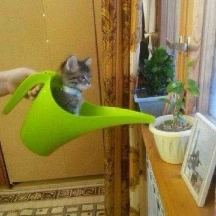 Kitten sitting inside a green watering can near a plant, showcasing quirky cats being their unique selves.