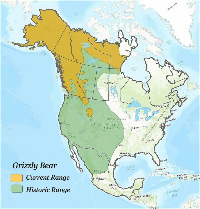 Map showing grizzly bear current and historic range across North America with highlighted areas for curious maps knowledge.