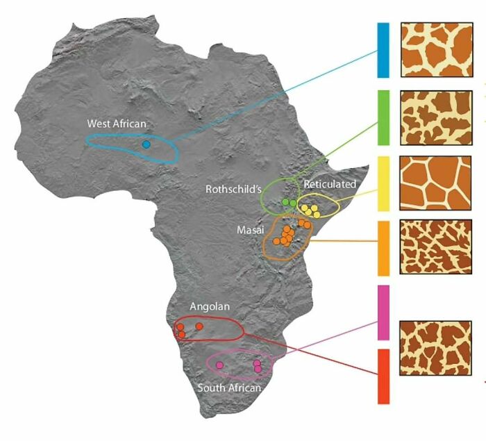 Map of Africa showing distribution of giraffe subspecies with colored patterns in a curious maps style for world knowledge.