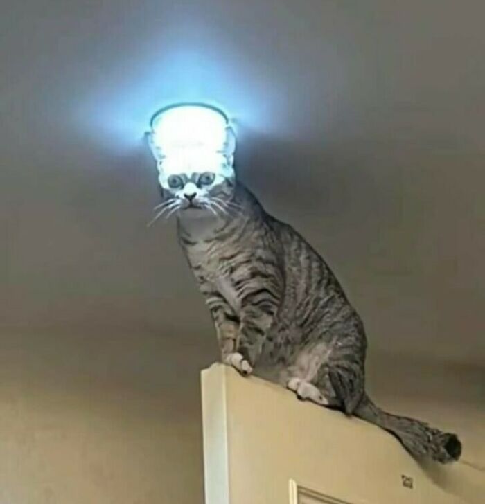 Tabby cat sitting on top of a door with its head aligned to a ceiling light, creating a quirky glowing effect.