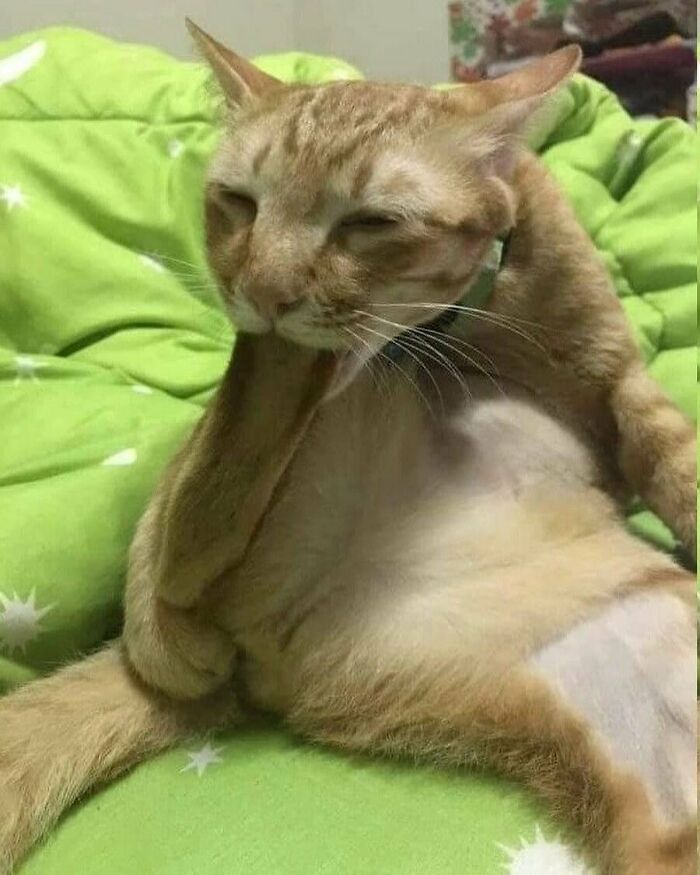 Orange cat showing quirky behavior by licking its paw while sitting on a green blanket with star patterns.
