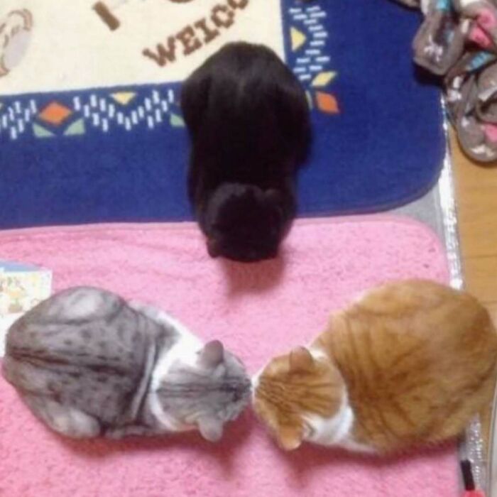 Three quirky cats sitting closely on colorful mats, showing unique patterns and playful poses.