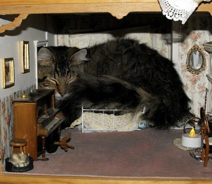 Tabby cat curled up inside a miniature room scene, showcasing quirky cats in funny and cozy settings.