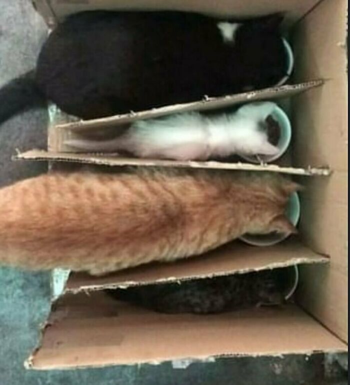 Four cats eating from separate bowls arranged inside a cardboard box showcasing quirky cat behavior.