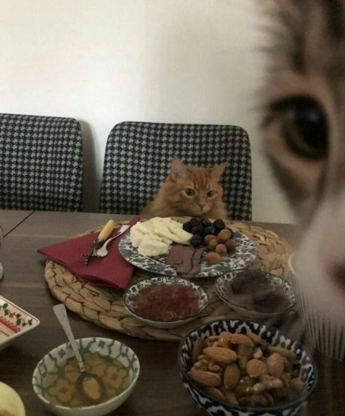 Two quirky cats at a dining table with various snacks and nuts, showcasing cats being their quirky selves.