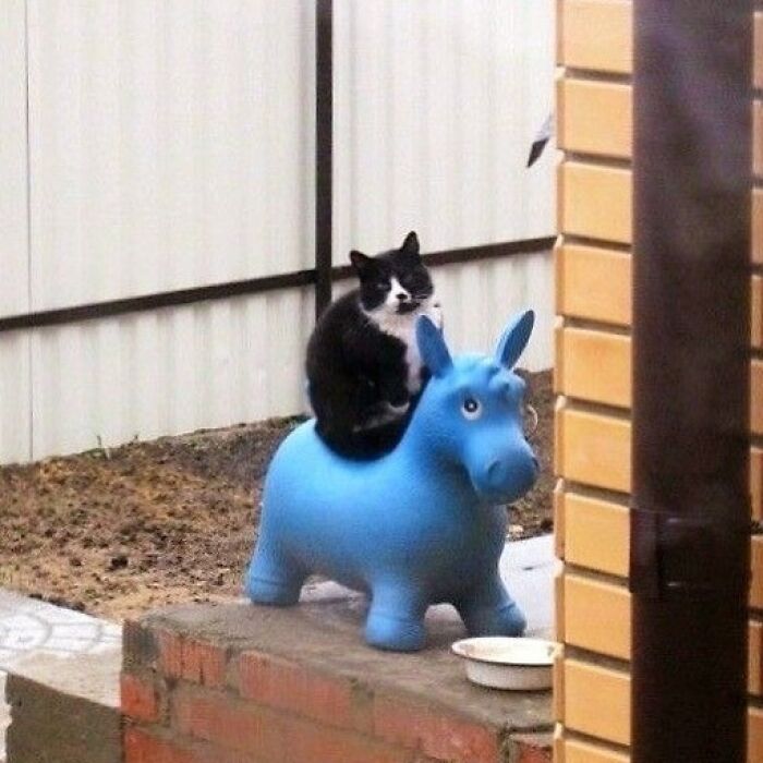 Black and white cat sitting on a blue toy horse outdoors, showcasing quirky cat behavior in a playful setting.